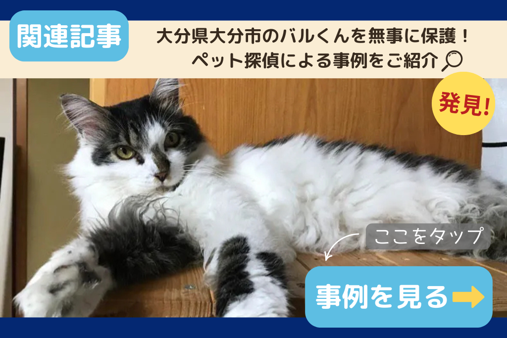 【迷子猫】大分県大分市のバルくんを無事に保護！ペット探偵による事例をご紹介