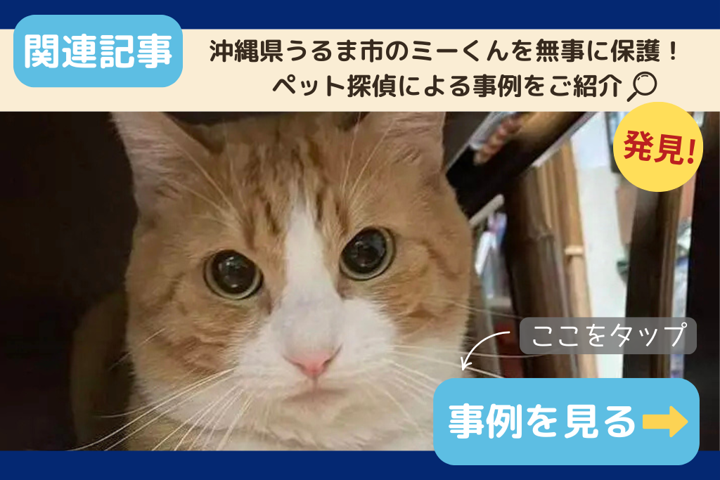 沖縄県内での迷子猫の保護事例についてご紹介