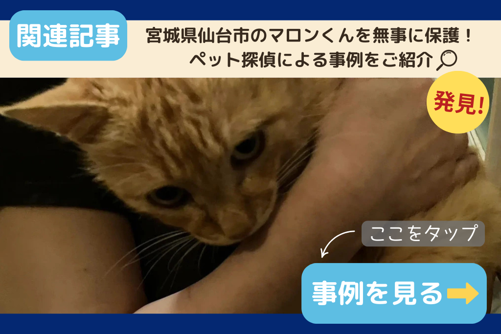 【迷子猫】宮城県仙台市のマロンくんを無事に保護！ペット探偵による事例をご紹介