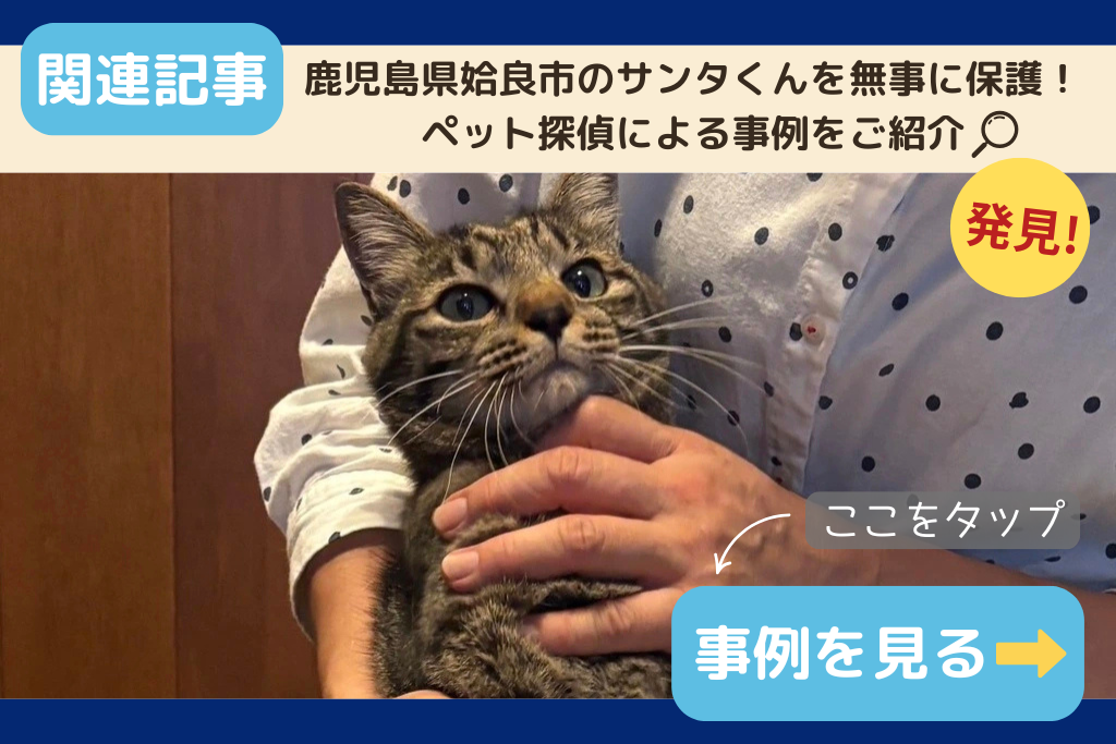 鹿児島県内での迷子猫の保護事例についてご紹介