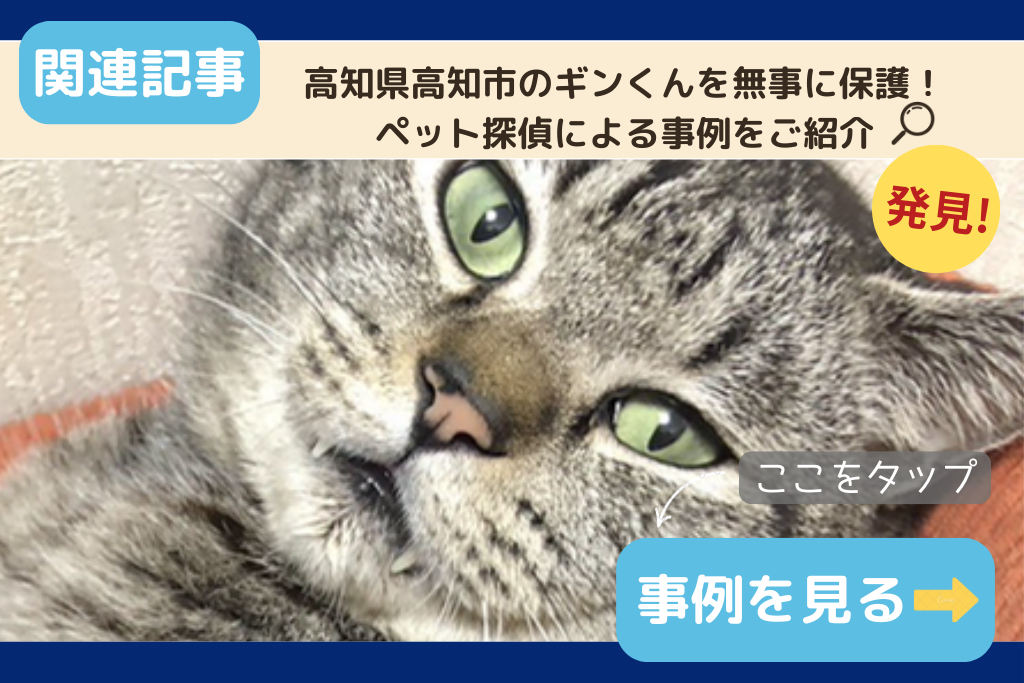 高知県高知市のギンくんを無事に保護！ペット探偵による事例をご紹介