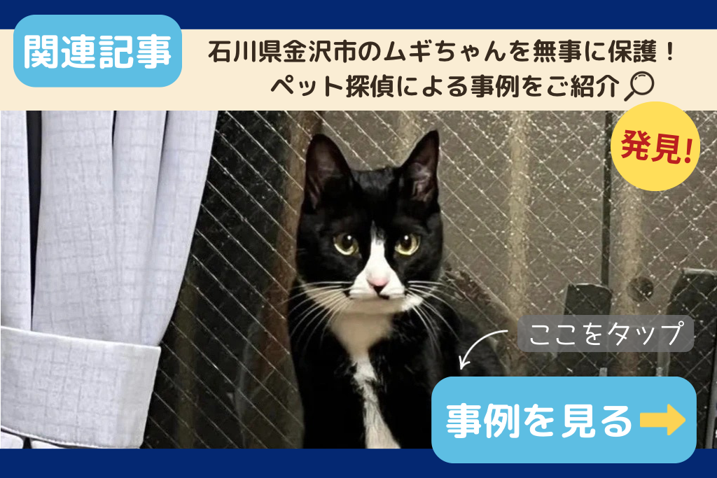 【迷子猫】石川県金沢市のムギちゃんを無事に保護！ペット探偵による事例をご紹介