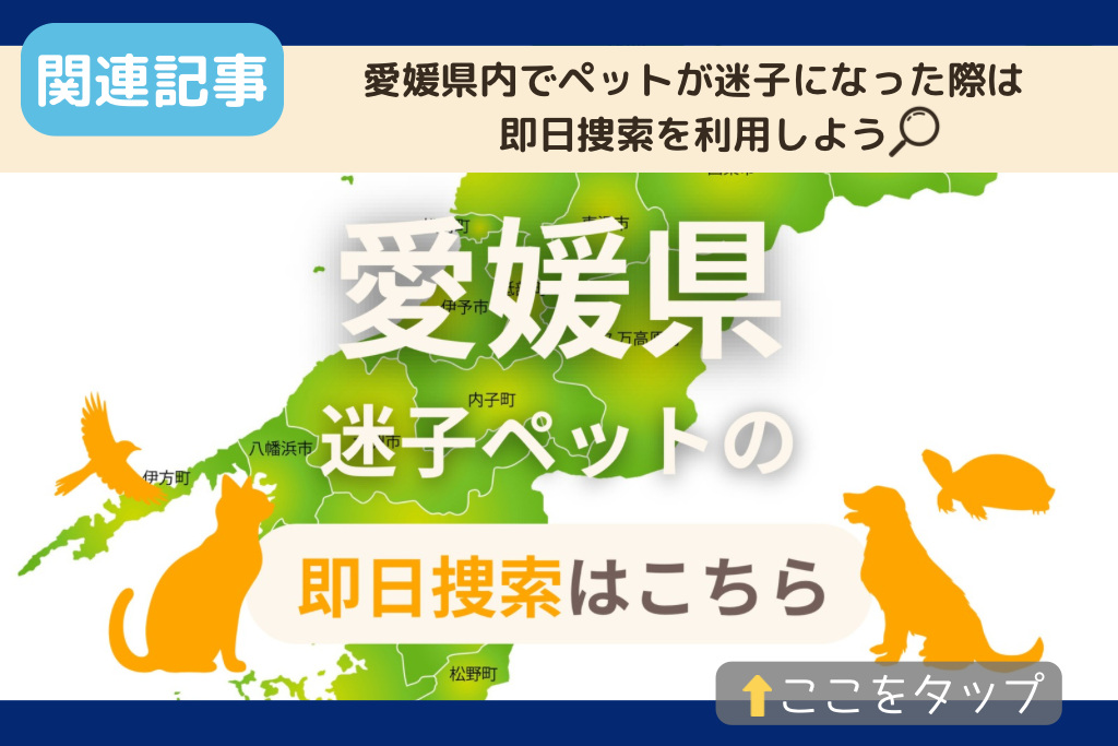 愛媛県でのペット捜索に関連する記事をご紹介