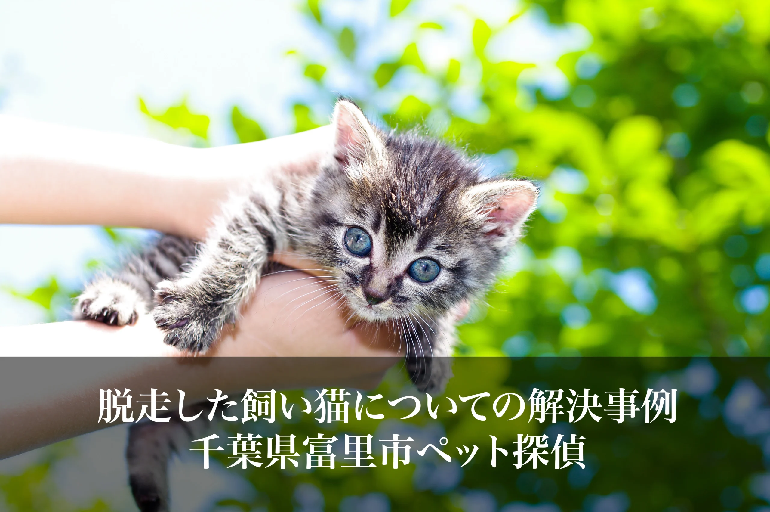 脱走した飼い猫についての解決事例｜千葉県富里市ペット探偵