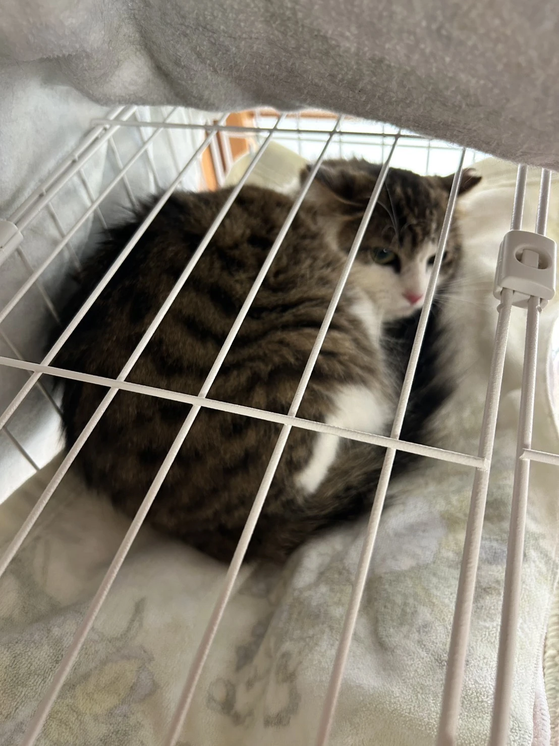 無事保護ができたユリちゃん