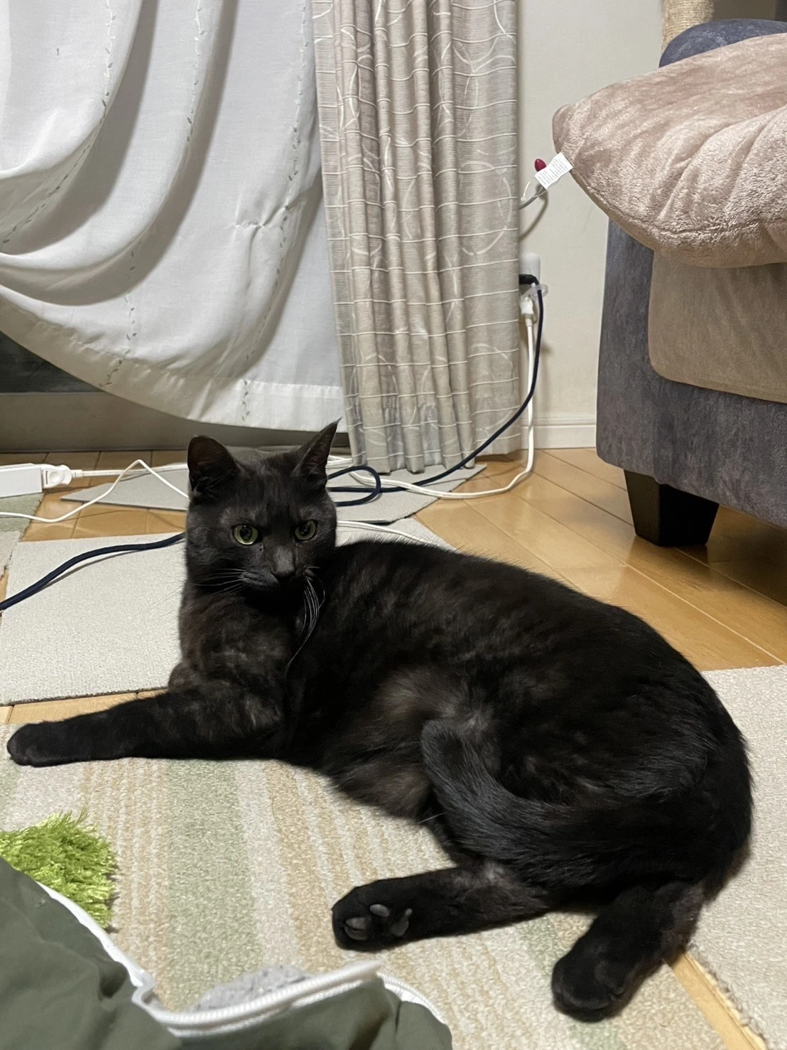 無事保護ができた飼い猫のジルくん