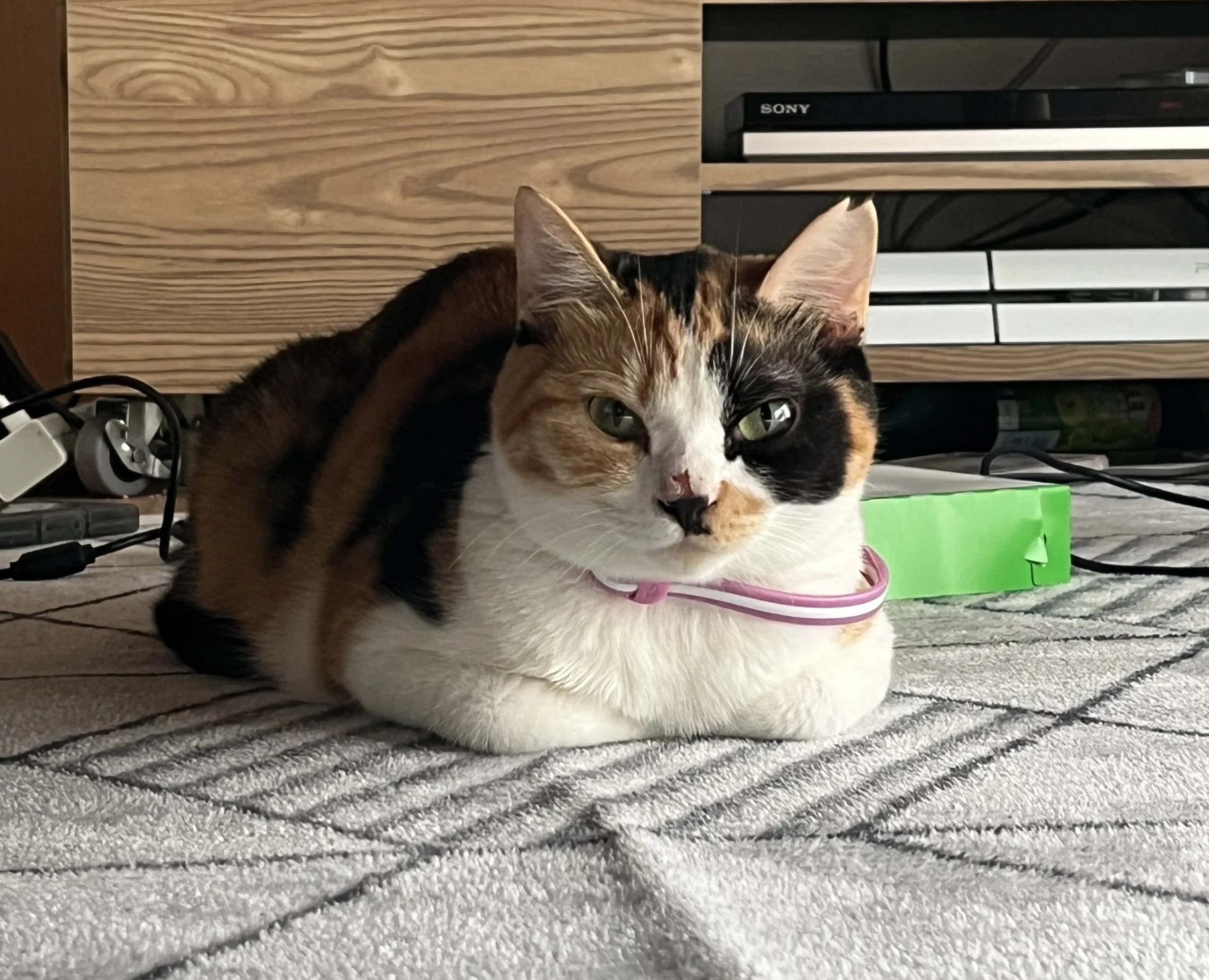 無事保護ができたミーちゃん