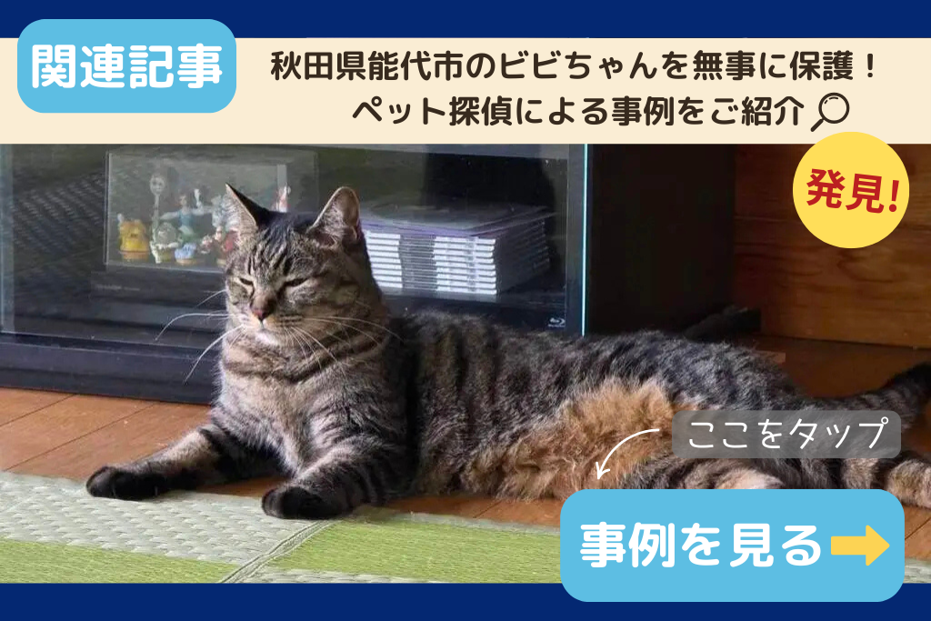 【迷子猫】秋田県能代市のビビちゃんを無事に保護！ペット探偵による事例をご紹介