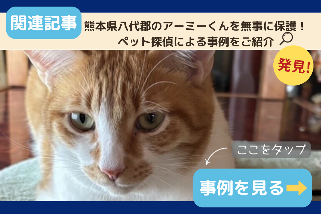 熊本県八代郡のアーミーくん無事に保護！ペット探偵による事例をご紹介