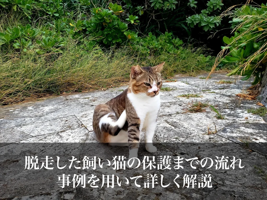 脱走した飼い猫の保護までの流れ｜事例を用いて詳しく解説