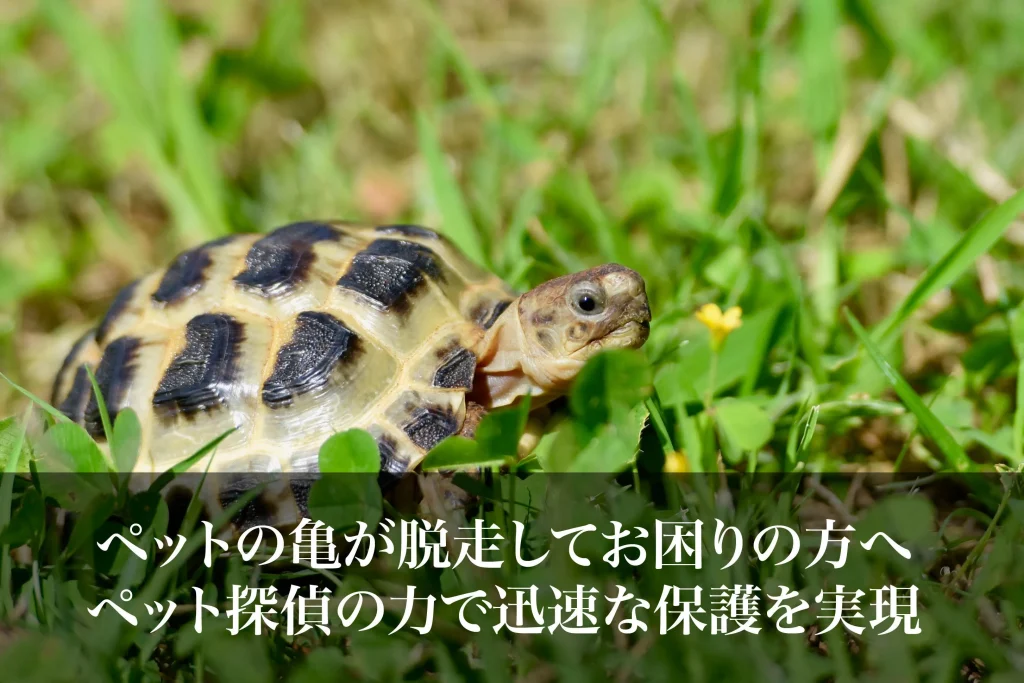 ペットの亀が脱走してお困りの方へ｜ペット探偵の力で迅速な保護を実現