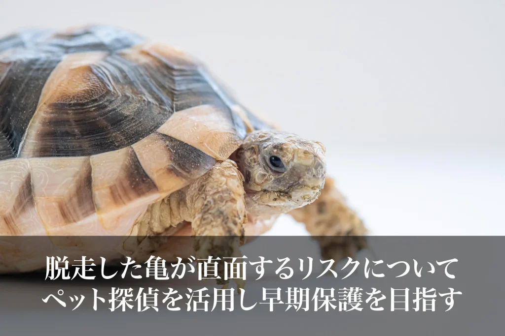 脱走した亀が直面するリスクについて｜ペット探偵を活用し早期保護を目指す