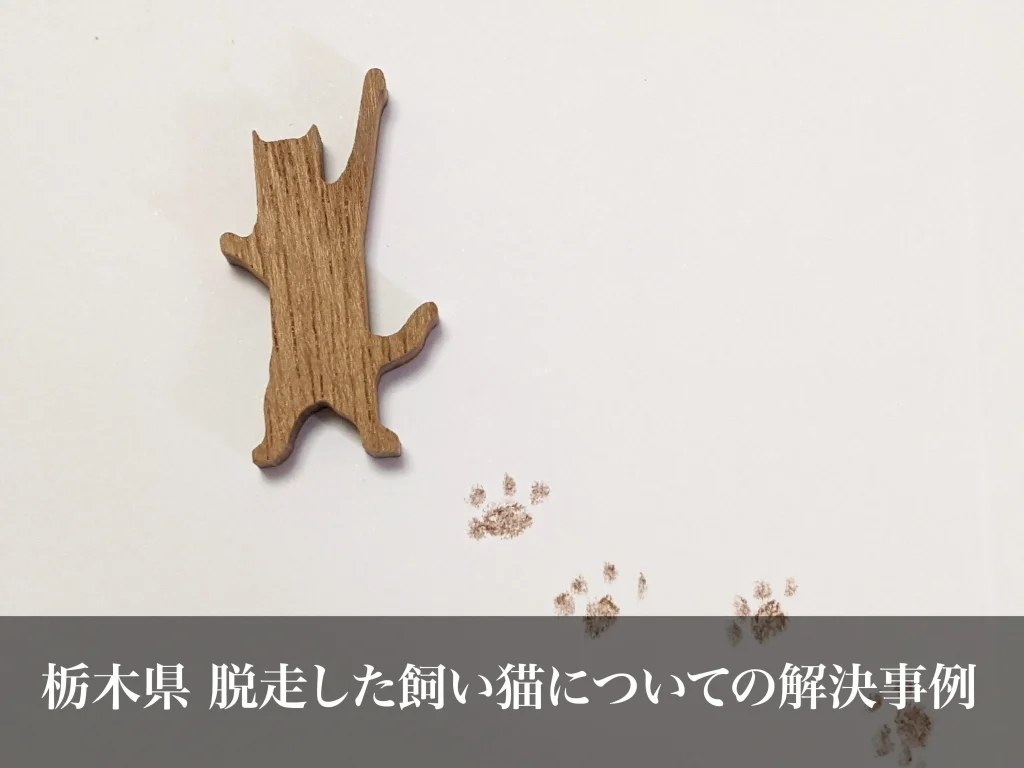 脱走した飼い猫についての解決事例｜栃木県ペット探偵