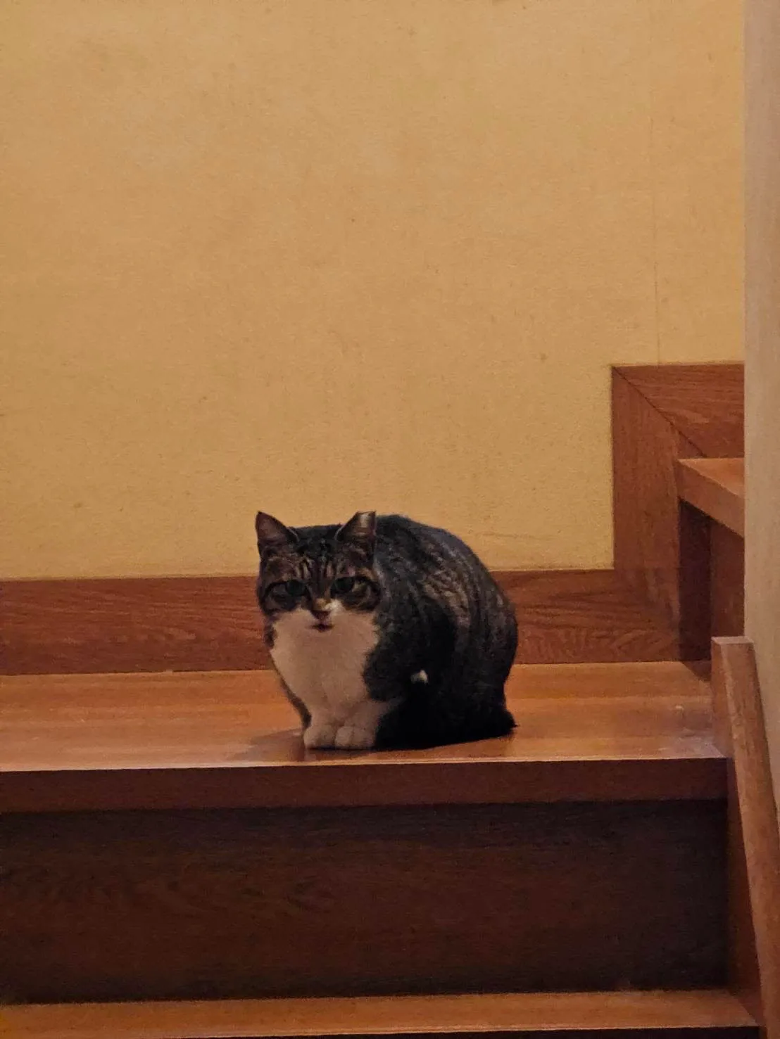 無事保護ができた飼い猫のジュリちゃん