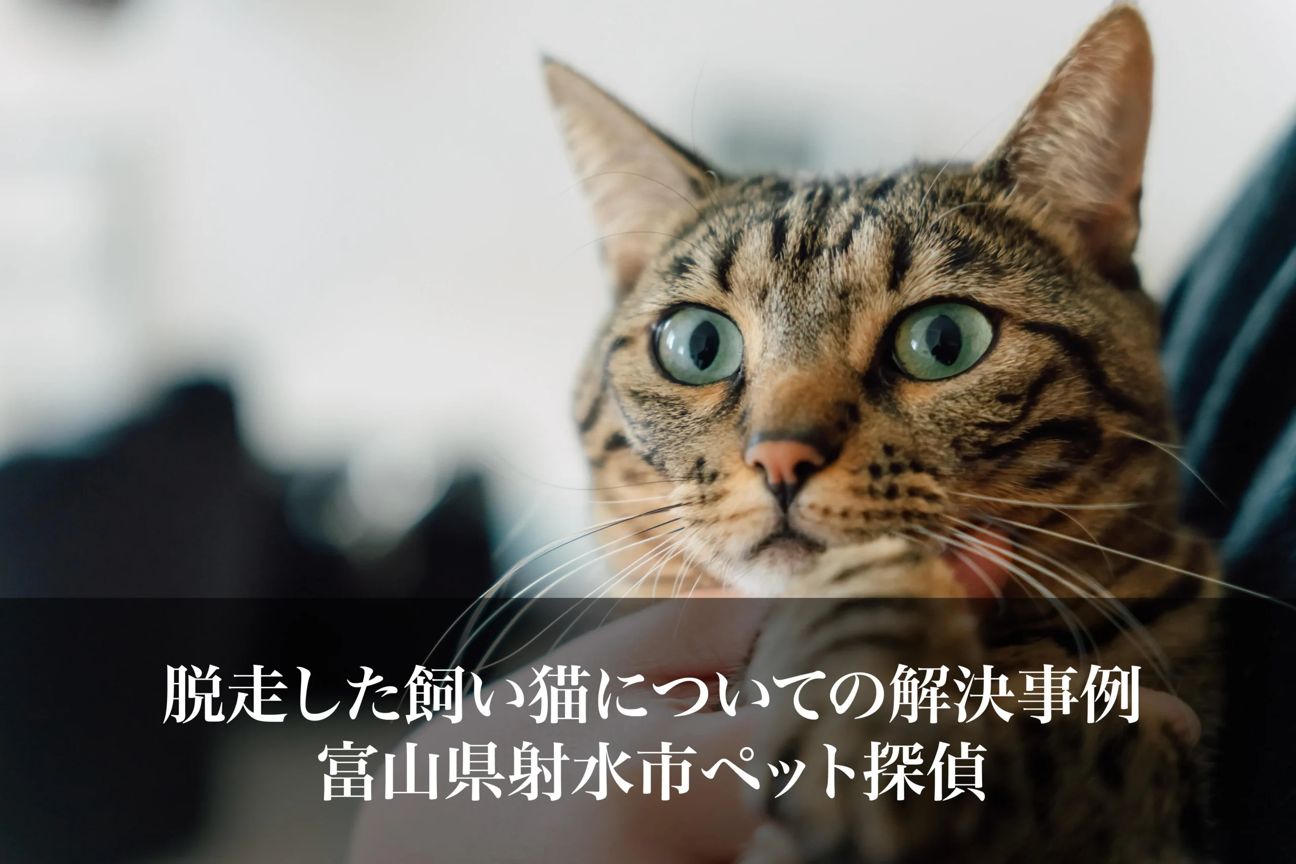 yama@猫飼っています　　修理、連絡ページ 楽天市場】【48％引き】 ムサシ 超音波猫よけ 猫しっし（REP-600