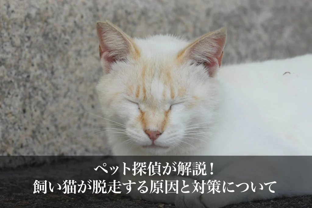ペット探偵が解説！飼い猫が脱走する原因と対策について